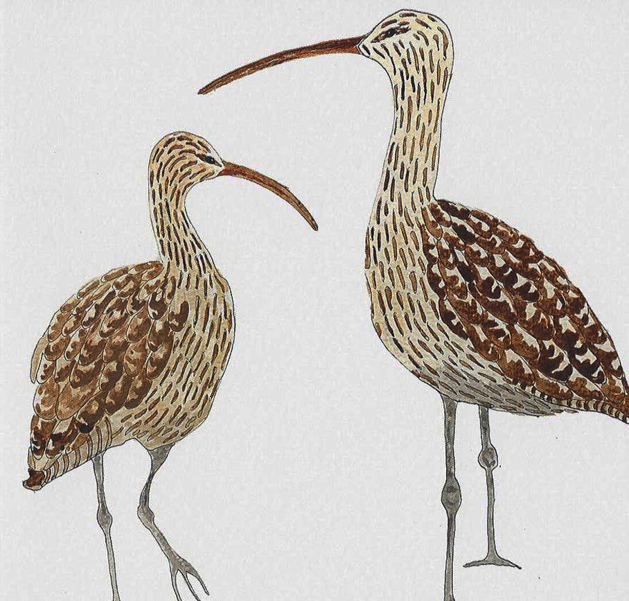 Curlew Greeting Card - British Wildlife & Coastal Illustration Design