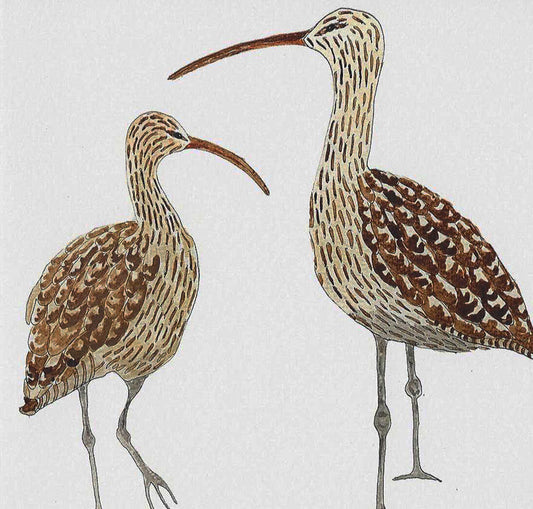 Curlew Greetings Card