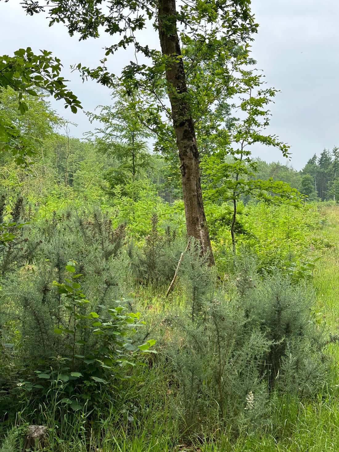 From Sea Breeze to Heathland Haze: A Designer's New Muse