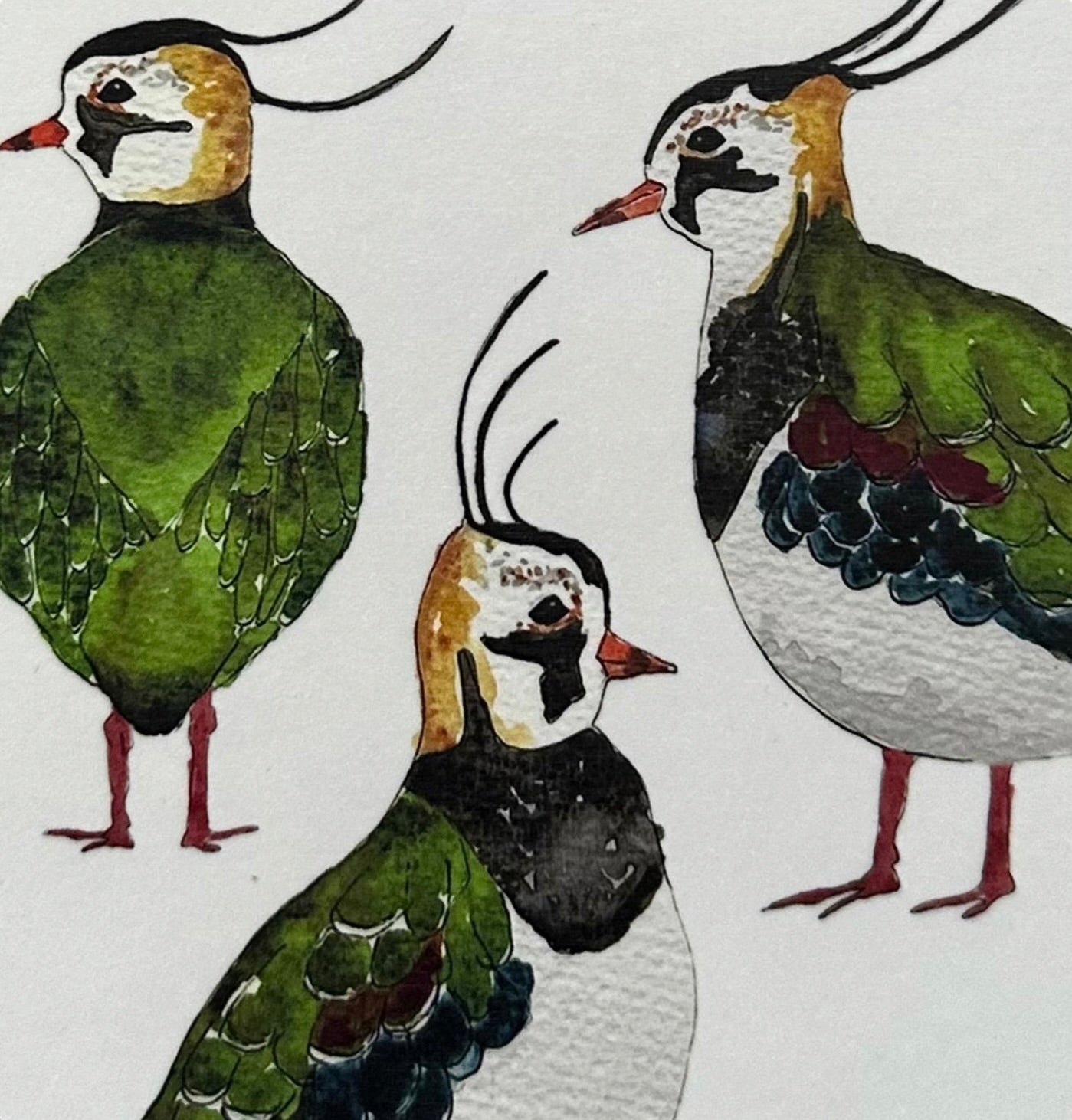 Estuary & Coastal Meadow