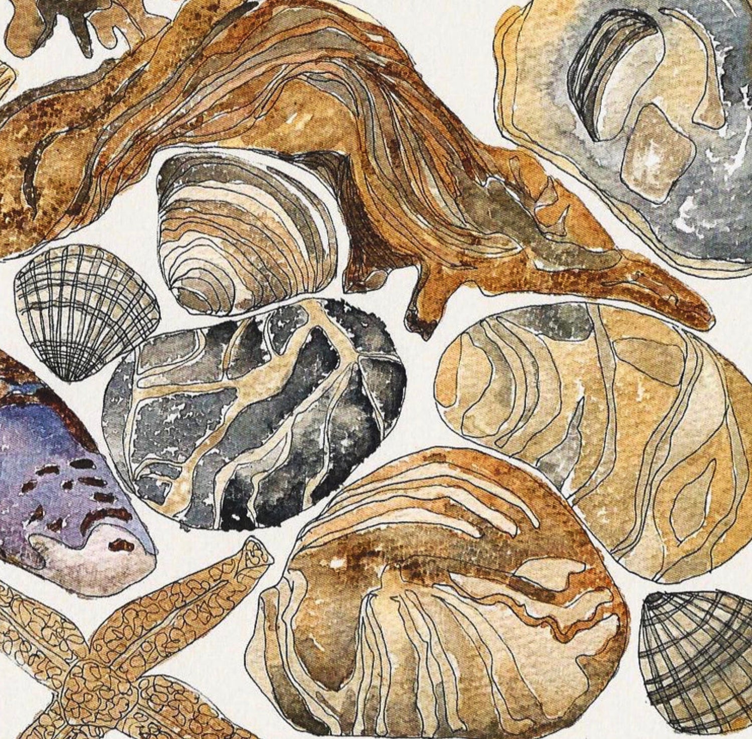 Shoreline & Sea Life