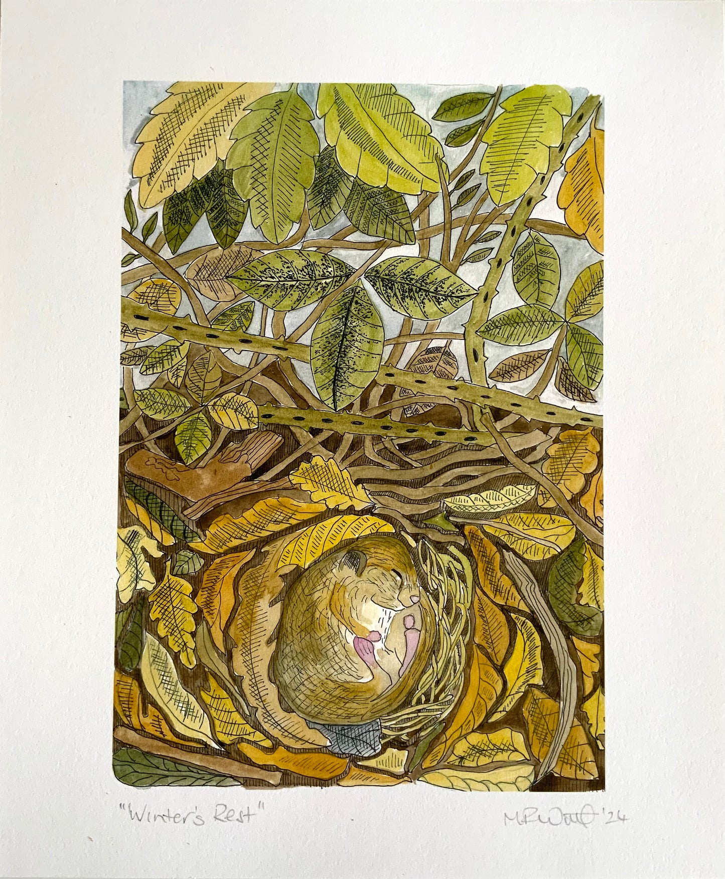 British Countryside Wildlife Print - Dormouse - Ideal Gift for Animal Lover