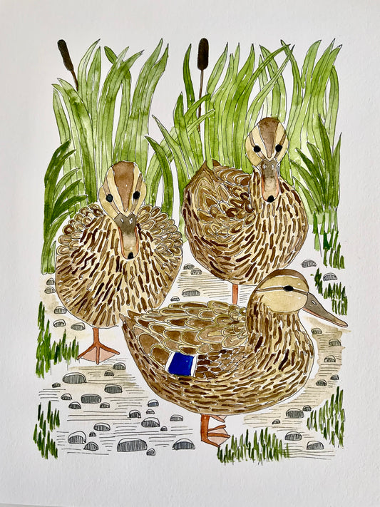 British Wildlife Art -  Mallard Duck Print - Gift for Bird Lovers