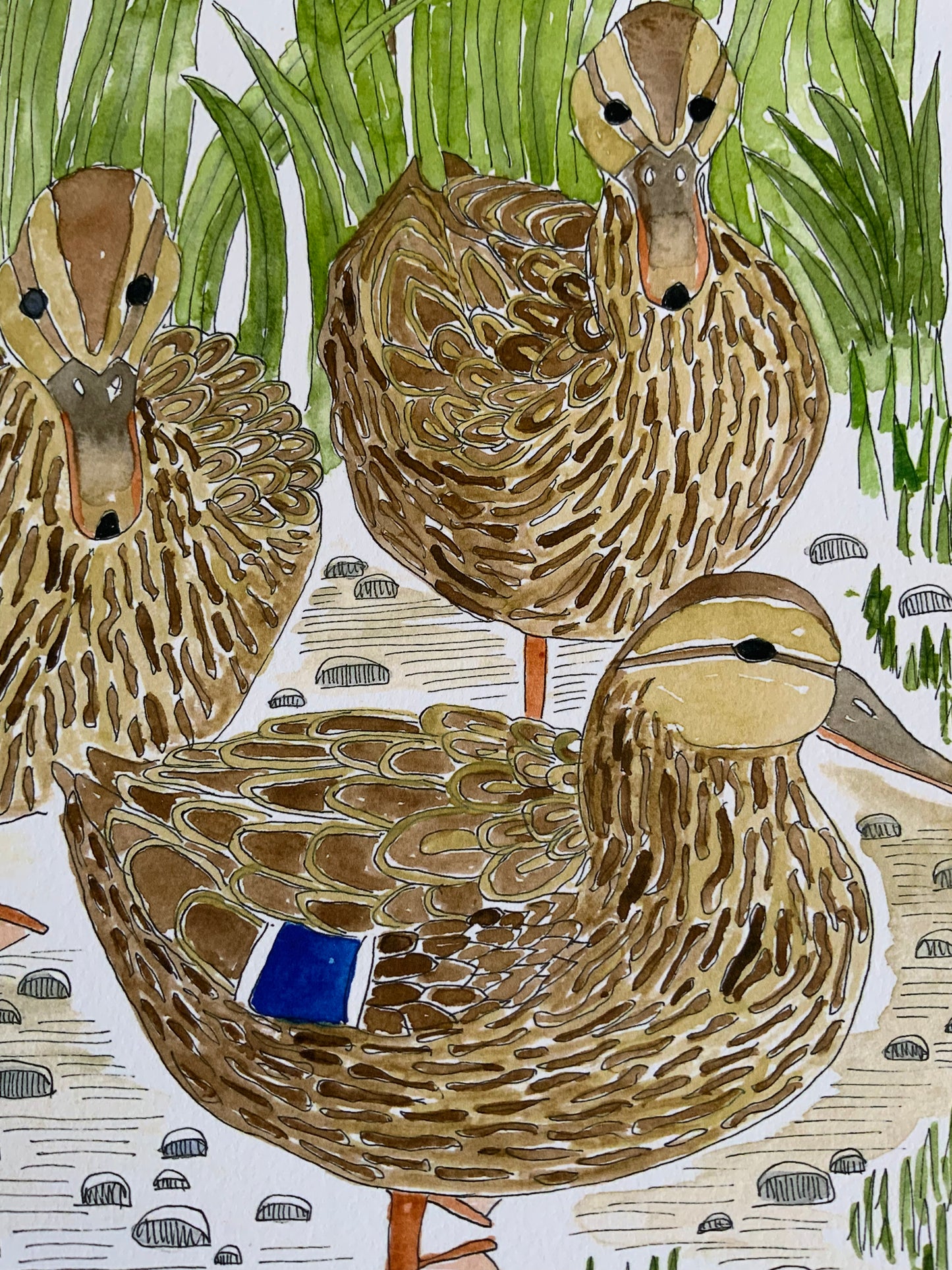 British Wildlife Art -  Mallard Duck Print - Gift for Bird Lovers