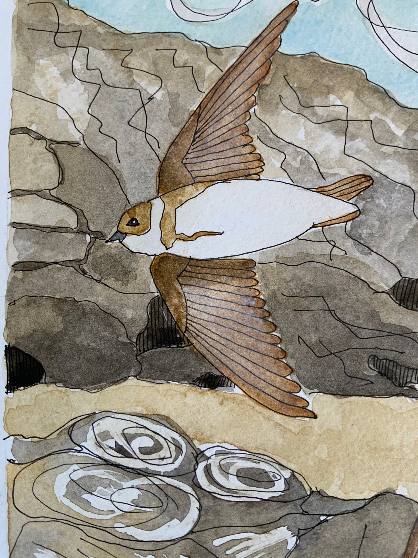 Sand Martins on the Cornish Coast
