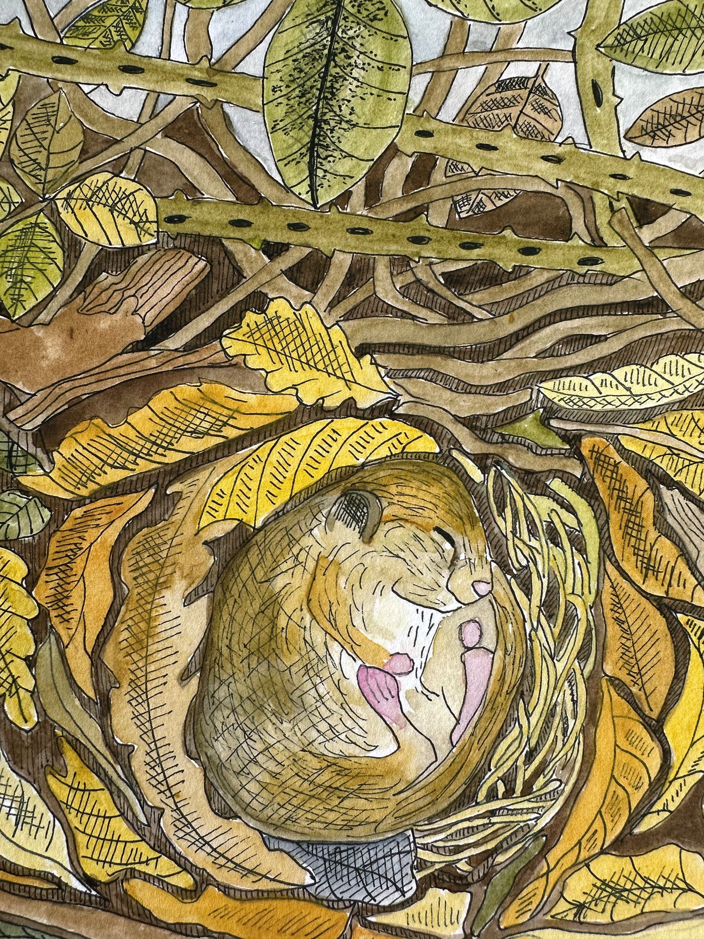 British Countryside Wildlife Print - Dormouse - Ideal Gift for Animal Lover