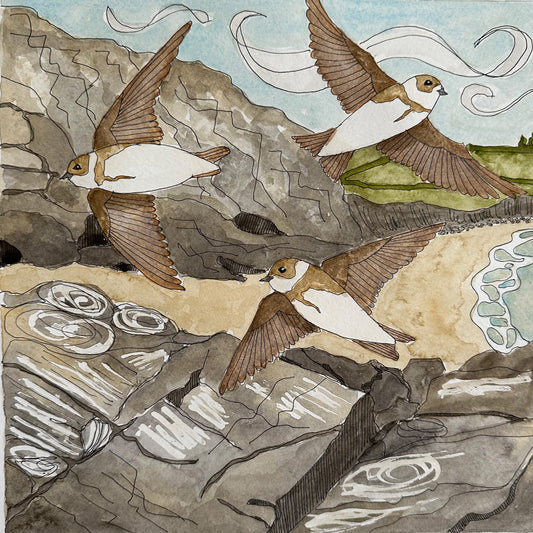 Sand Martins on the Cornish Coast