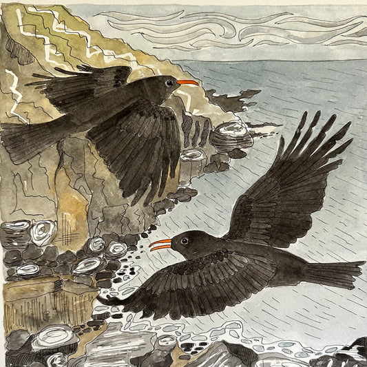 Clifftop Flight - Cornish Choughs  Print