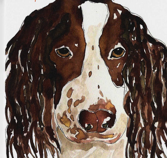 Springer Spaniel Greeting Card