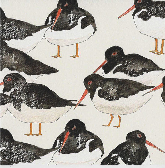 Oystercatcher Greeting Card